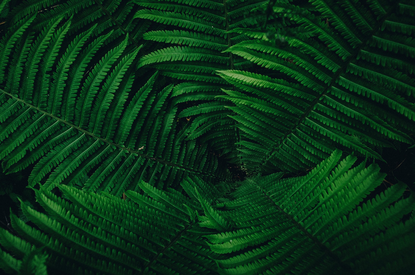 Green Leaves in Dark