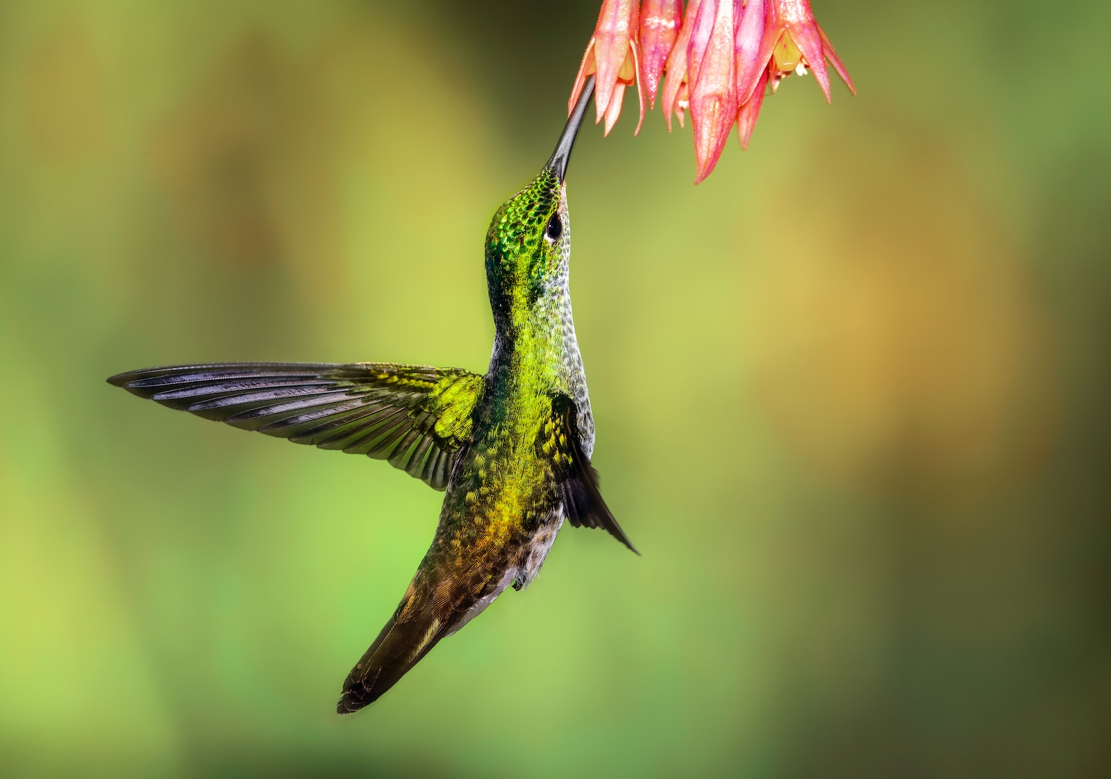 Humming Bird on Green