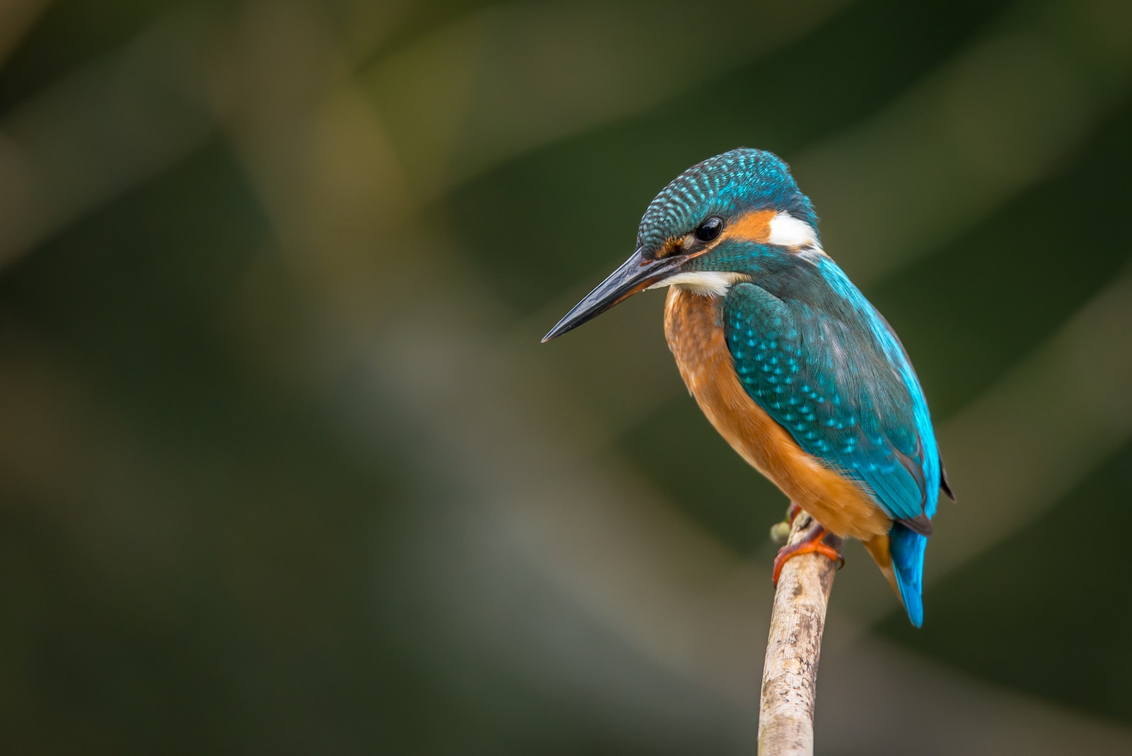 Blue Kingfisher on way